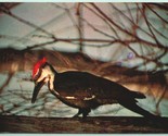 Plissettato Picchio Uccello Cromo Cartolina H9 - $4.05