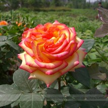 Mu Na&#39; Golden Red Rose Shrub Flower 50 Seeds Light Fragrant Flowers Gardening US - $6.22