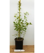 Berkeley Mid Season Blueberry- Large Gallon Containers - $43.51+