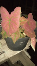 caladium Seeds spider Colorful ShadeLoving Caladium Indoor Plant Seeds - $170.34 MXN