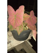 caladium Seeds spider Colorful ShadeLoving Caladium Indoor Plant Seeds - $9.25