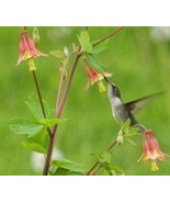 KKG Sweet Banana Fresh Garden - €7,71 EUR