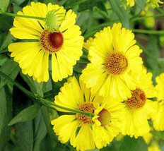FREE SHIPPING Helenium autumnale Helens Flower Common Sneezeweed 100 Seeds - £11.00 GBP