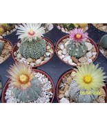 BRN Astrophytum Asterias Super Kabuto Mix Variety Cacti Cactus Seed 100 Seed - $1,112.42 MXN