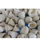 ocean sea shell lot of 40 beautiful Trochus Pearled for craft, nautical - £15.01 GBP
