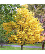 PSA Sorbus Alnifolia Korean Mountain Ash Tree Seeds Attractive Autumn Fo... - $289.83 MXN