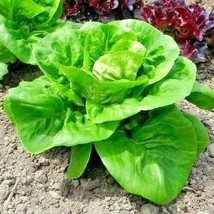 USA SELLER 600 Little Gem Butterhead Lettuce Seeds Organic Salad Vegetable Patio - $17.25