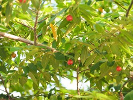 25 Seeds - Tropical Jamaican Cherry  or Strawberry Tree -Rare!  Good Con... - £3.92 GBP