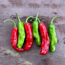 25+ Shishito Hot Pepper Seeds | Mild Japanese Heirloom Chili - $16.50