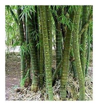 Bambusa tuldoides Buddha Belly Bamboo - £2.82 GBP