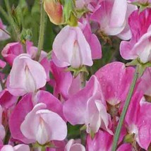 Fresh New Blanche Ferry Sweet Pea Seeds 10 Seeds USA Seller - £13.49 GBP