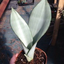 Live Plant 8-12” Tall Moonshine snake Sansevieria Mother-in-law Tongue Succulent - £44.09 GBP