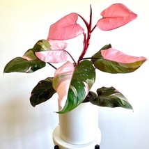 Philodendron Pink Princess Starter Plant Starter Plants 2 Plants Fresh G... - $39.00