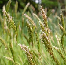 150 Seeds Sweet Vernal Grass Sweet Grass Vanilla Grass Anthoxanthum Odoratum Fre - £19.31 GBP