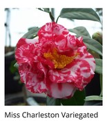 Miss Charleston Variegated Camellia Japonica Starter Plant Beautiful Gar... - $45.98