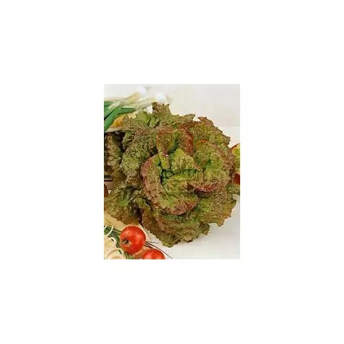 Fresh Seeds Lettuce Prizehead Great Vegetable By Seeds Kingdom 1 Oz Seeds - £15.65 GBP