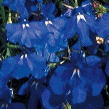100 Pcs Marine Blue Lobelia Flower Seeds #MNSS - £11.79 GBP