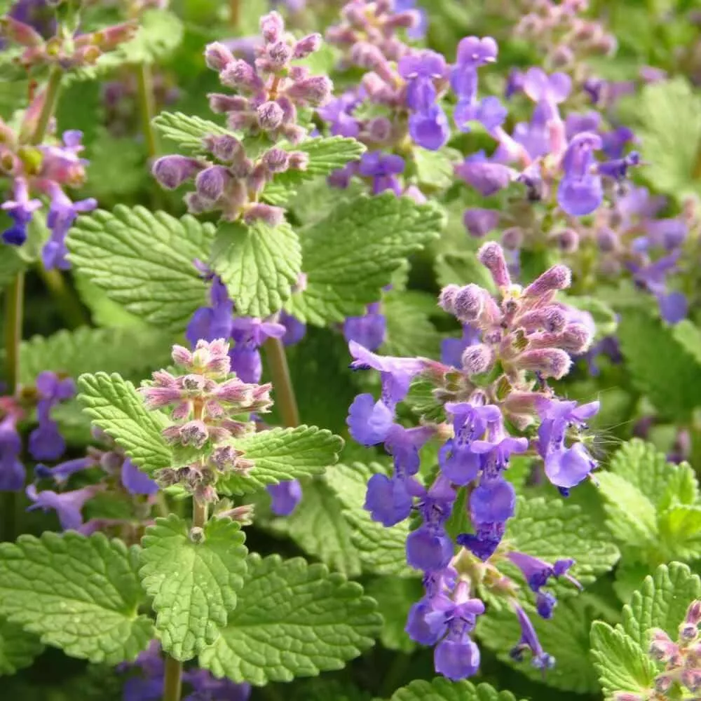 150 LEMON BALM HERB VEGETABEL SEEDS FOR GARDEN - $7.00