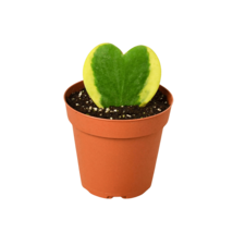 Hoya 'Sweetheart Variegated'-3" Pot - $1,543.61 MXN