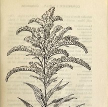 1905 Canada Goldenrod Wild Flower Print Pen &amp; Ink Lithograph Antique  - £13.93 GBP