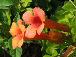 40 seeds! trumpet or HUMMINGBIRD VINE orange red flower - £9.38 GBP