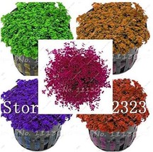 Hot Pellia for Live Fish Moss Fern Aquarium Plant Java Fish Tank Aquatic... - $5.78