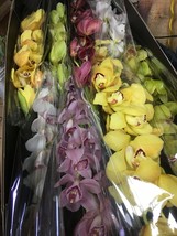 cymbidiums orchids fresh cut  cymbidium orchid 8 stems mix colors Fresh ... - £160.10 GBP