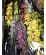 cymbidiums orchids fresh cut  cymbidium orchid 8 stems mix colors Fresh ... - $204.99