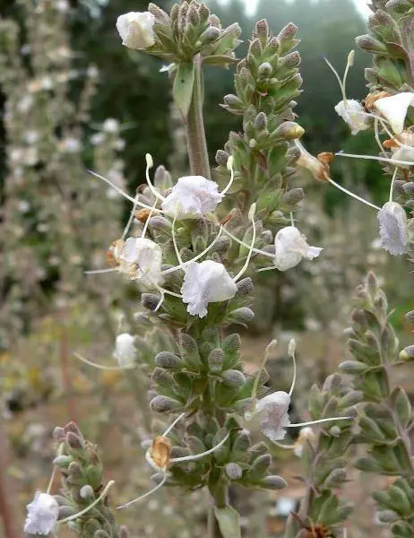 US Seller Salvia Apiana White Sage White Sacred Sage Bee Sage 100 Seeds - £22.11 GBP