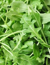 500 Organic Roquette Arugula Seeds Salad Rocket Rocket Salad Green Gardening USA - £5.39 GBP