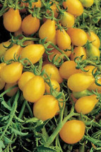 50 Seeds Yellow Pear Tomato Heirloom Tomatoes Juicy Tomatoe Vegetable Fresh Gard - £7.38 GBP