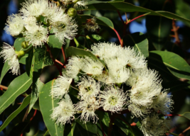 20 Pc Seeds Eucalyptus Corymbia citriodora Plant, Lemon-Scented Gum Seeds | RK - £15.10 GBP