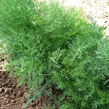 SHIP FROM US 2 g ~1,000 Seeds - Dill, Dukat Herb Seeds, Culinary Herb , TM11 - £13.11 GBP