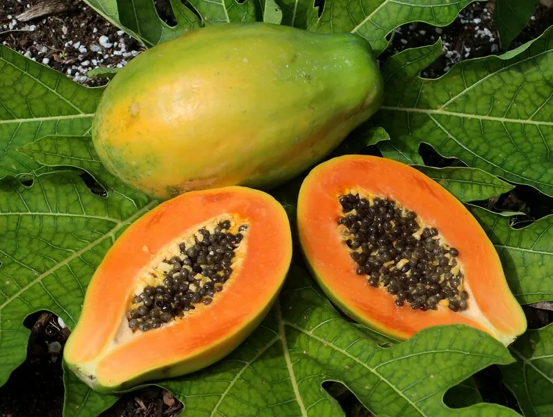 50 Original Solo Sunrise Papaya Seeds - £6.72 GBP