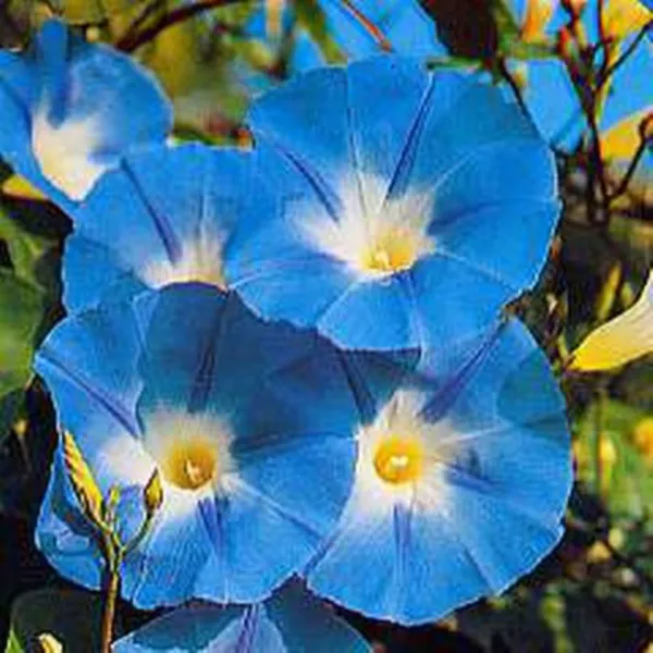 Premium Ipomoea Heavenly Blue Flower Half Gram Fresh Seeds - £10.39 GBP