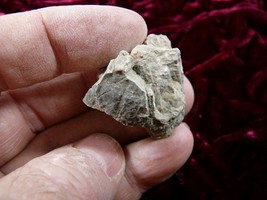 PP500-14) 1 oz Real Fossil Crocodile croc POOP doo doo Triassic era spec... - $9.49