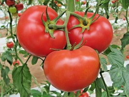 151+Beefsteak Tomato Seeds Organic Native Vegetable Summer Container Easy Fresh - $8.50