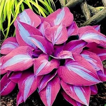 Flowers Seeds - Hosta Flower Garden Perennials Ornamental Lily - Color: Purple - £3.94 GBP