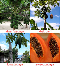 Fresh Thai Papaya Fruit Seeds, Paw Paw seeds, CARICA PAPAYA, choose variety - Dw - £2.04 GBP+