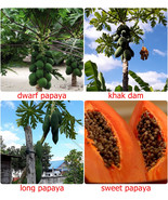 Fresh Thai Papaya Fruit Seeds, Paw Paw seeds, CARICA PAPAYA, choose vari... - $2.55+