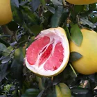 Giant Grapefruit Seed Citrus Organic Fruit Red Pomelo Seeds Heirloom 20 - $6.99
