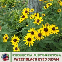 US Seller 200 Sweet Black Eyed Susan Seeds, Rudbeckia Subtomentosa, Native Wildf - £7.40 GBP