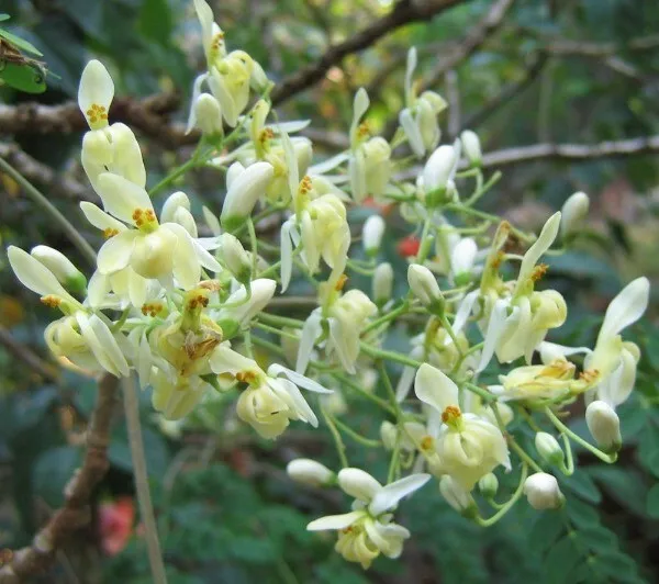 US Seller Moringa Oleifera Miracle Tree Drumstick Tree Horseradish Tree 25 Seeds - £14.94 GBP