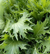 Mizuna Mustard Greens Japanese Water Green Salad Peppergrass Fresh Seeds USA - $14.95