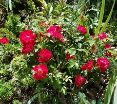 5 CUTTINGS of RED Mini-Rose Shrubs - For Propagation Cold Hardy - £31.96 GBP