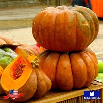 10 Fairytale Pumpkin Seeds Non Gmo Heirloom Vegetable Home Garden - $5.82