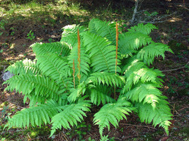 5 Cinnamon Fern Rhizome/Root (Osmundastrum Cinnamomeum) - £28.74 GBP