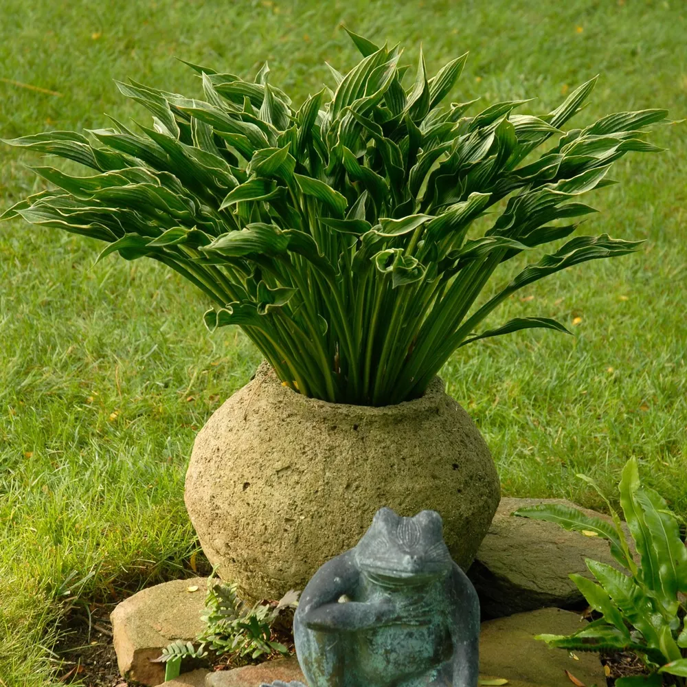 Hosta Praying Hands 5.25 Inch Pot Well Rooted Strange - £25.89 GBP
