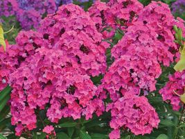 100 Pcs Material Girl Phlox Seeds - $10.99