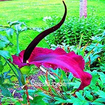 100 Pcsbag Giant Lily Voodoo Lily Plants Potted Courtyard Fresh Seeds - £4.67 GBP